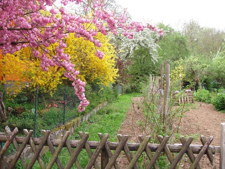 Le jardin du voisin et les 3 couleurs du printemps au "Gte en Alsace"
